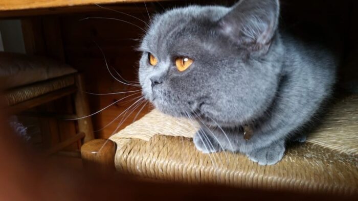 Kázání: 40. Pokání a odpuštění