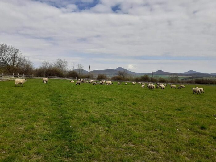 Kázání: 41. Jako stádo dobytka