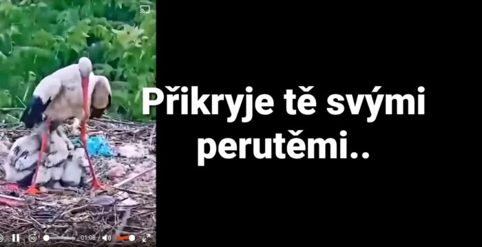 Povzbuzení: 28. Přikryje tě svými perutěmi