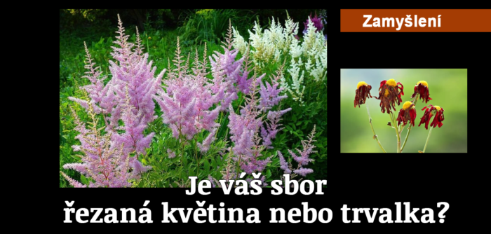 Zamyšlení: 239. Je váš sbor řezaná květina nebo trvalka?